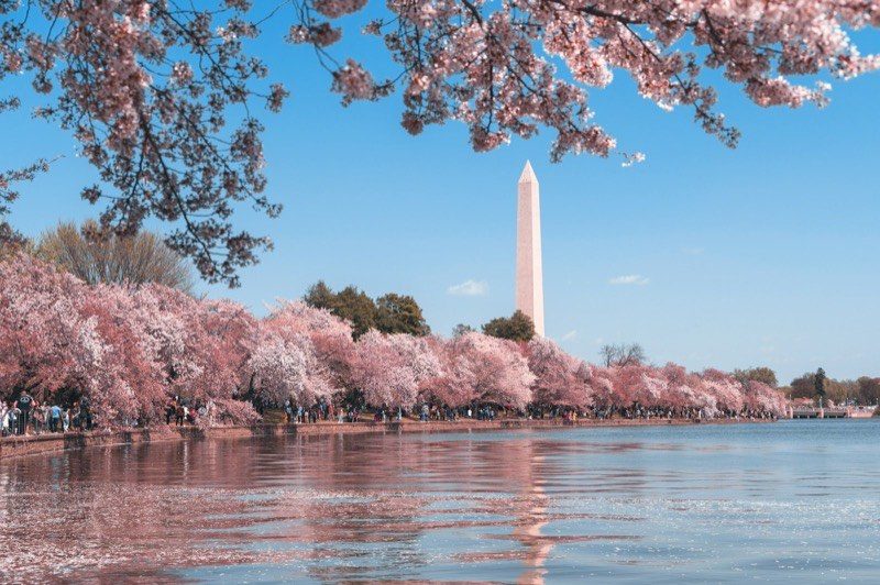 The Washington Monument framed by cherry blossoms